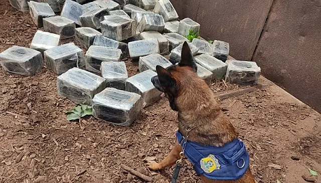 PRF apreende 283 Kg de maconha em carga de serragem de madeira