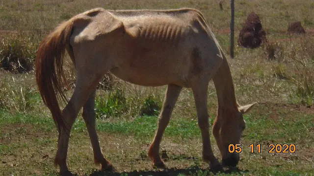 Homem é multado em R$ 10 mil por deixar cavalos sem comida