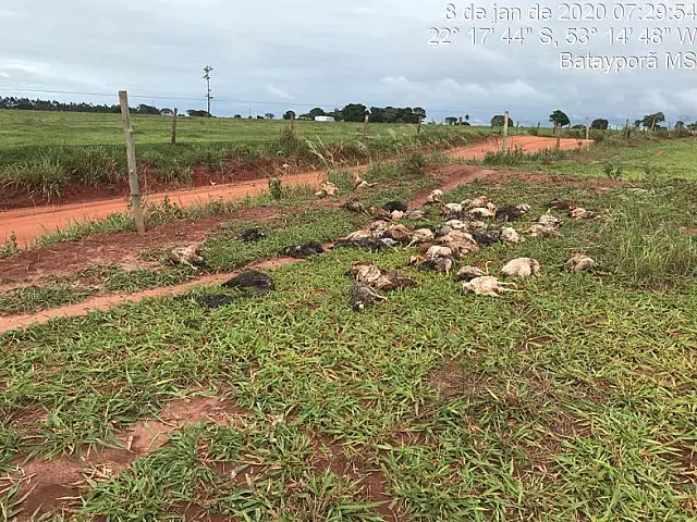PMA localiza 100 aves mortas lançadas inadequadamente em área rural