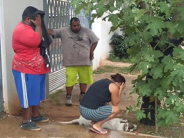 Abelhas matam cães Pitoco e George em ataque a vizinhos de ferro-velho