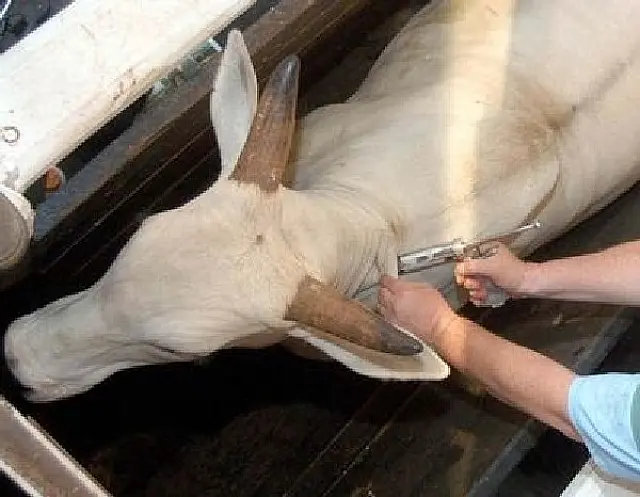 Gado começa a ser vacinado contra febre aftosa na fronteira