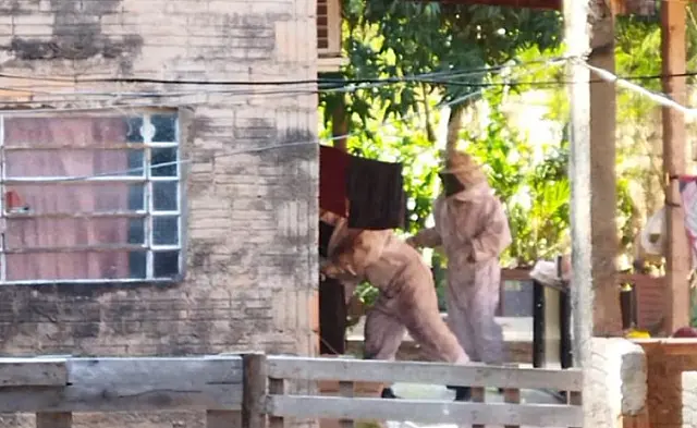 Grávida é atacada por enxame de abelhas em Corumbá