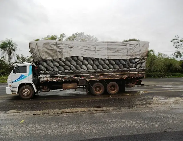 PMA apreende caminhão com carga de carvão ilegal na BR-262