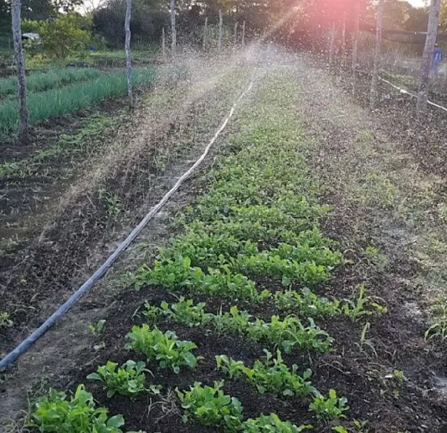 Produção local pode melhorar alimentação em centros urbanos
