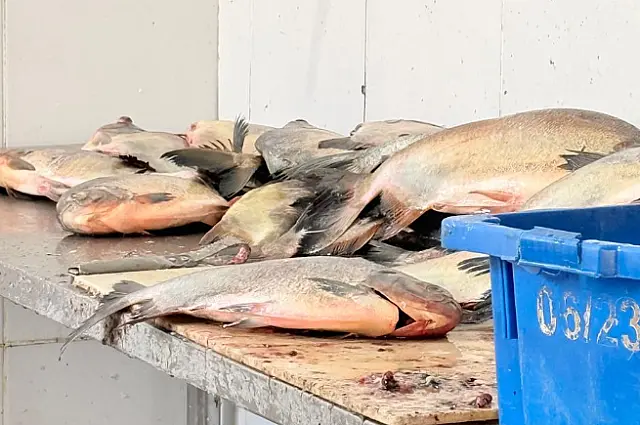 Peixaria é interditada em Campo Grande por vender produtos impróprios