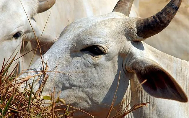 Com exportação suspensa, casos de "vaca louca" não preocupam Famasul
