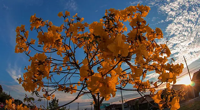 Dia das mães será de temperaturas agradáveis em Mato Grosso do Sul