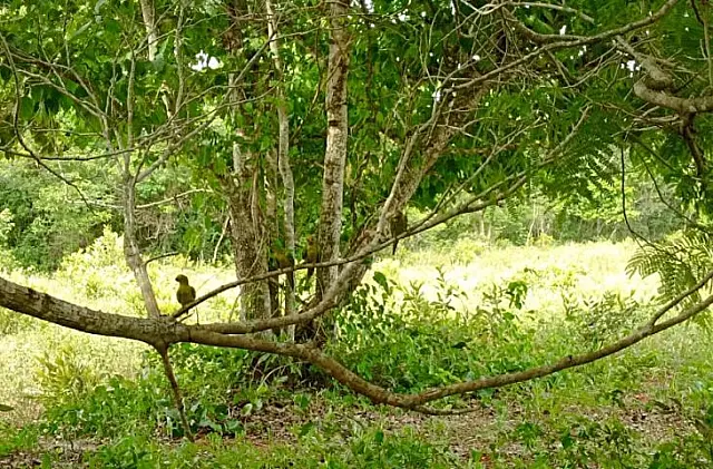 Imasul liberta mais de 60 animais silvestres no Recanto Ecológico Rio da Prata