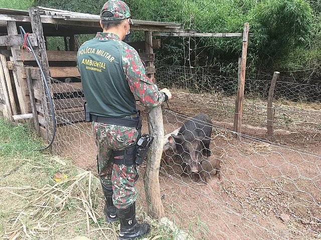 Homem é multado em R$ 2,6 mil por criar javalis ilegalmente em Bonito