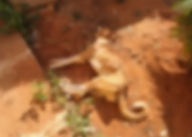 Polícia Civil prende autor de maus-tratos a animais em Taquarussu