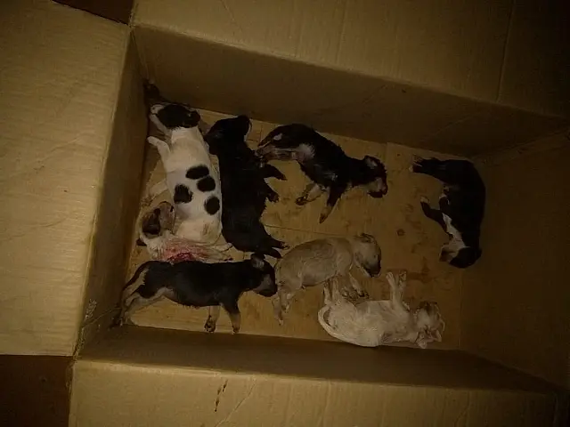Mulher deixa oito filhotes morrer por causa do calor e acaba multada pela PMA