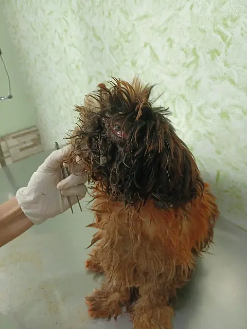 Mulher é multada em R$500 por deixar cão 'cheio de larvas'