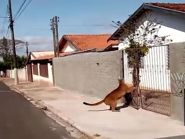 Onça-parda é flagrada 'passeando' por bairro e assusta moradores