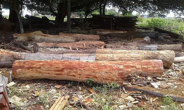 Morador de Aquidauana é multado em R$ 11,4 mil por exploração de madeira em Bonito