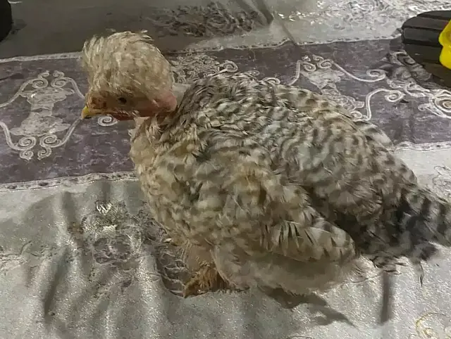 Galinha Bolsonara que sumiu de família em Corumbá foi levada por vizinha