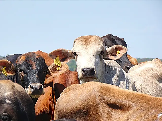 MS registra aumento na produção de carne bovina, suína e de frango