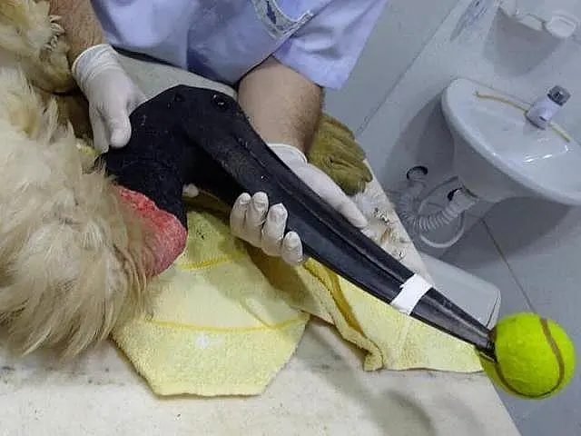 Tuiuiú ferido a tiros não resiste e morre durante tratamento