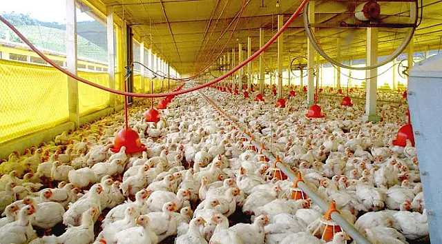 Exportações de celulose, soja e carne de aves crescem em MS