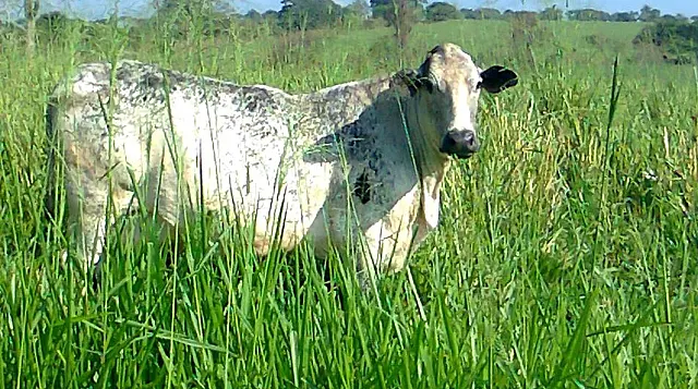 Bandidos invadem fazenda, furtam e depois abatem novilha no pasto