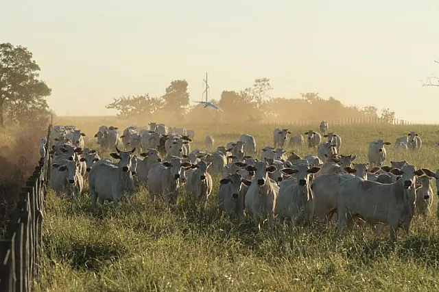 Status de livre de febre aftosa sem vacinação vai potencializar o mercado de proteína animal do MS
