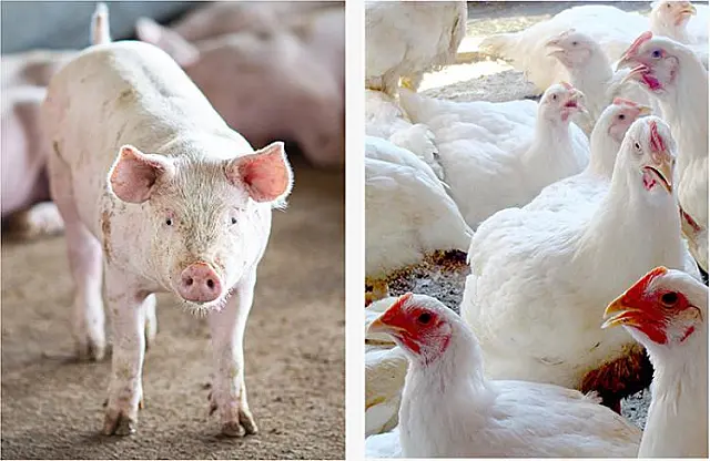 Em MS, a projeção é de alta para produção e abate de aves e suínos