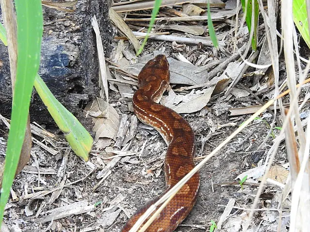 Belezas do Pantanal: Cobra 'arco-íris' é flagrada na Serra do Amolar