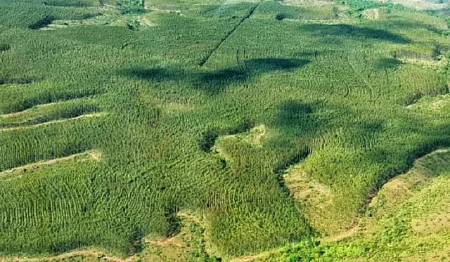 Aplicativo agiliza trabalhos da fiscalização ambiental do Imasul