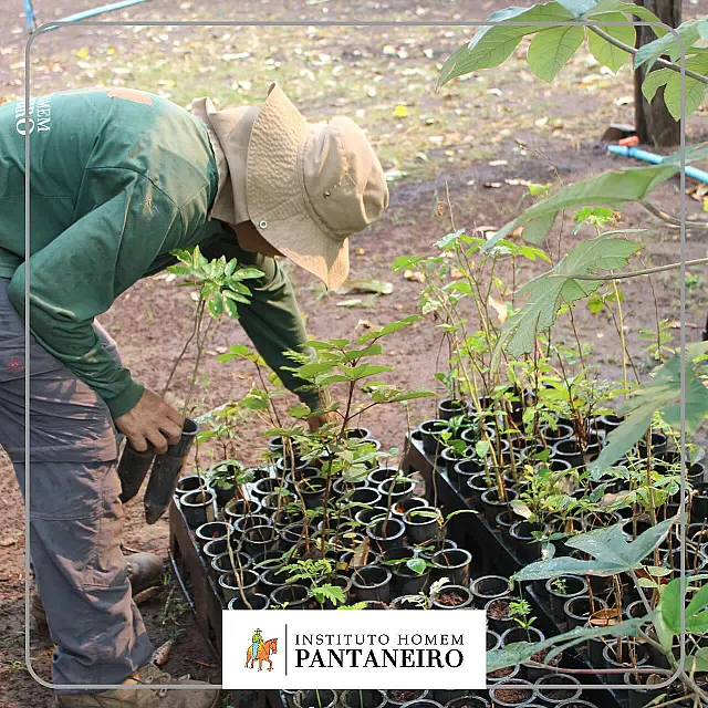IHP abre vaga para viveirista em Corumbá com foco na conservação do Pantanal