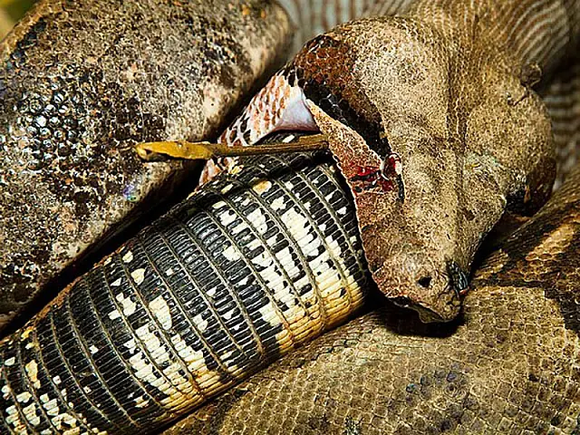 MS: biólogo flagra jiboia devorando lagarto no quintal de casa
