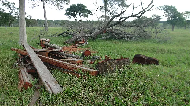PMA autua pecuarista por derrubada ilegal de árvores para exploração de madeira