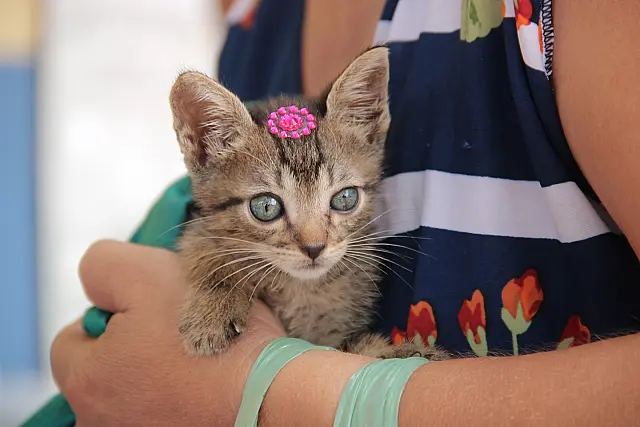 Feira de adoção em Anastácio encontra novos lares para 21 cães e gatos