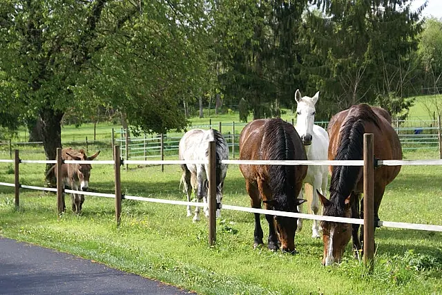 Duas éguas e um cavalo ‘desaparecem’ de propriedade rural e dono denuncia furto