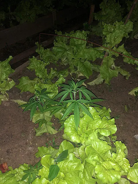 Veja o vídeo: Polícia encontra 55 pés de maconha em meio a alface e cheiro verde
