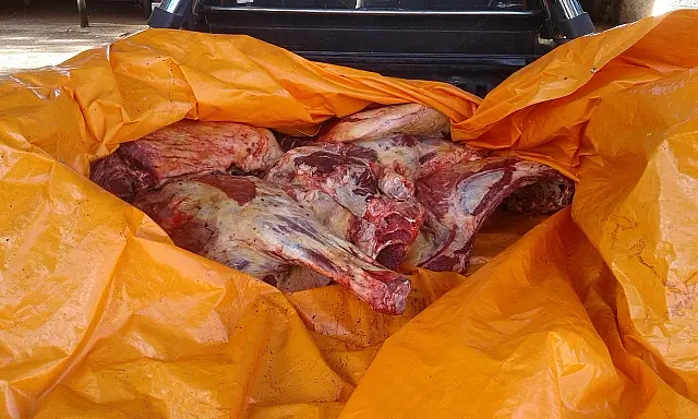 PMA prende dois homens por furto de gado em fazenda de Bonito