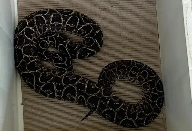 PMA captura serpente venenosa em pátio de empresa