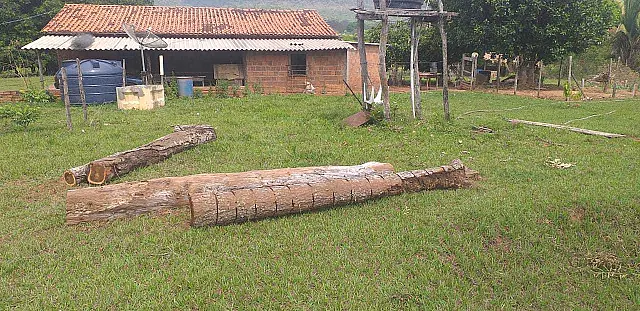 PMA de Aquidauana autua dois por derrubada ilegal de árvores
