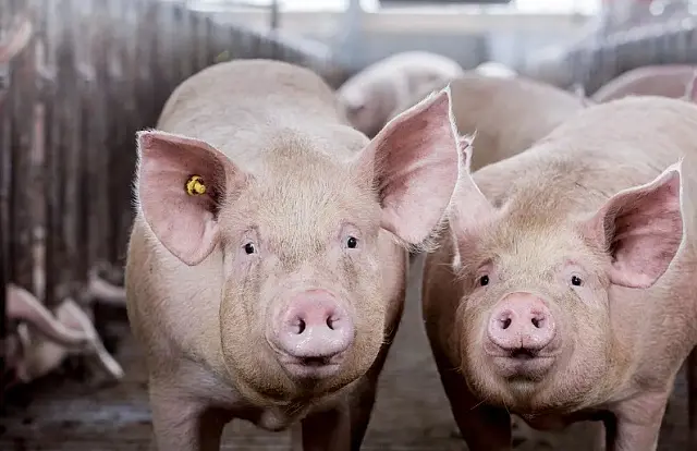 MS exporta 13 mil toneladas de carne suína e dobra vendas do produto