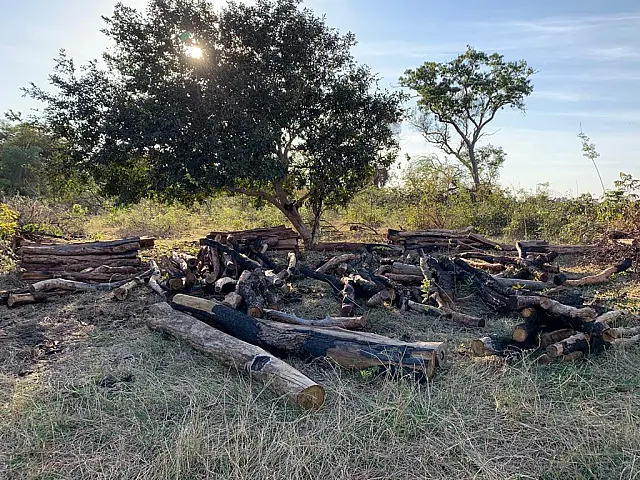 Assentada é multada em R$ 9 mil por desmatamento e incêndio
