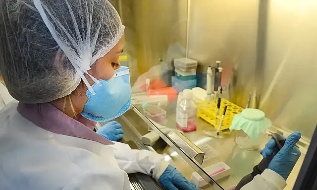 Pesquisa de vacina contra zika avança em testes com camundongos