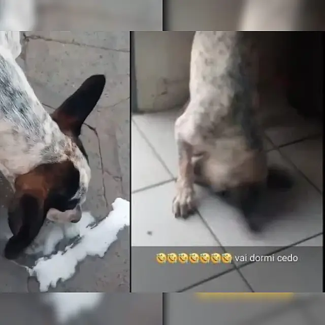 Estudante é autuado por embriagar cachorro e zombar na redes sociais