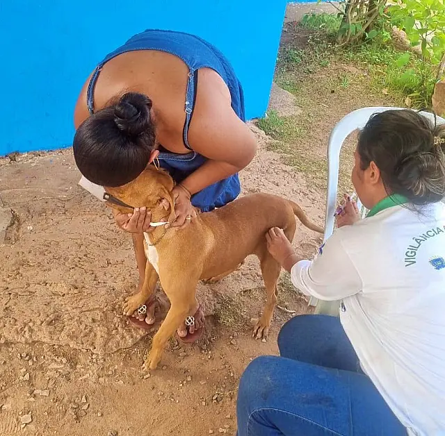 Vacinação antirrábica e contra gripe chega à Águas do Miranda