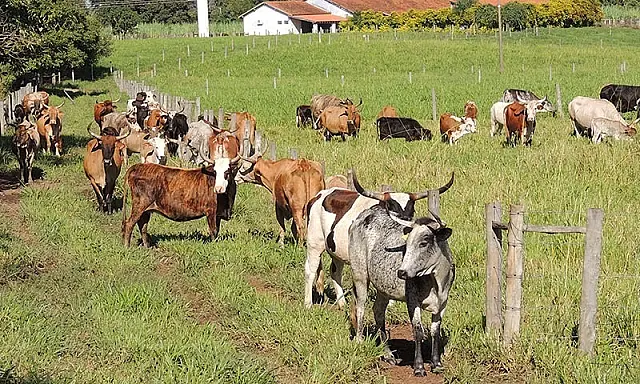 Bovino pantaneiro é tema de discussão entre pecuaristas e pesquisadores da UEMS
