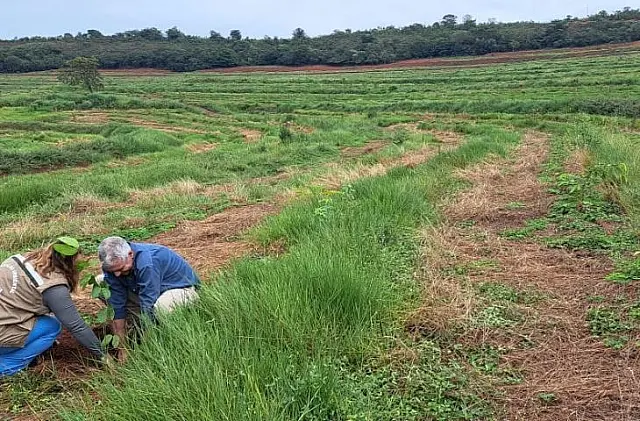 Projeto Sementes do Taquari vai reflorestar 6 mil hectares em MS