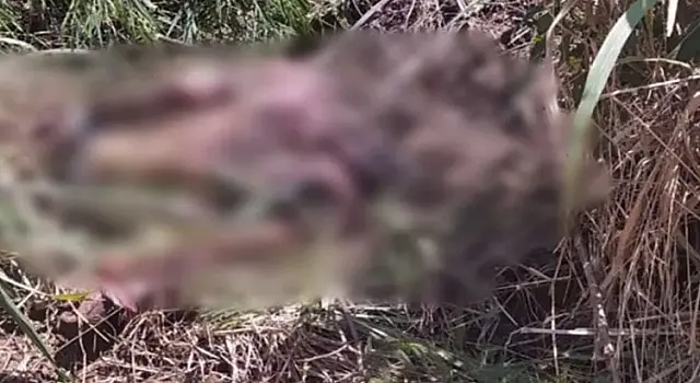 Corpo de homem é encontrado às margens da BR-060