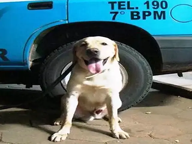 Com ajuda de cão farejador, PM prende traficante de drogas