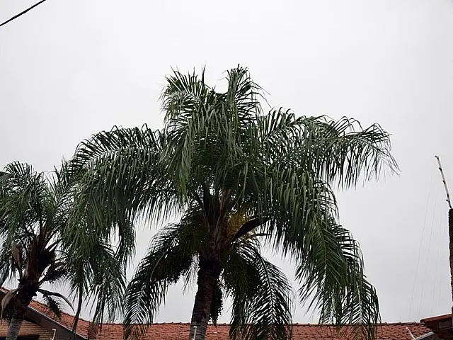 Fim de semana será de chuva e temperatura de 18°C em Aquidauana