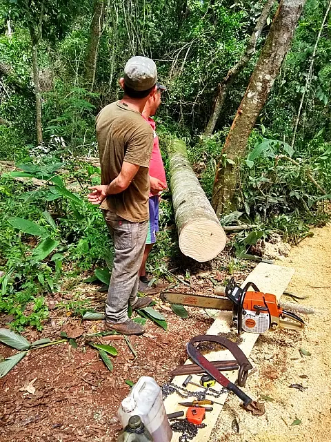 Acampados de grupo sem-terras são autuados por exploração ilegal de madeira em área protegida