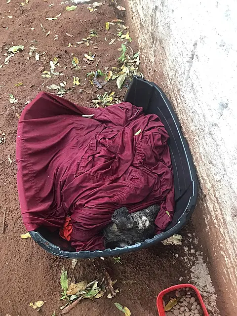 Abandonado na rua pelos tutores, cachorro morre em Anastácio