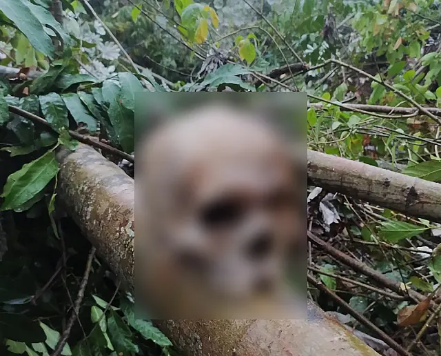 Ossada humana é encontrada por trabalhadores na BR-267