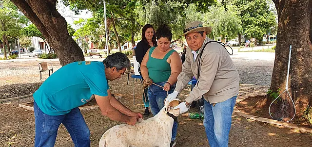 Mais de 1,3 mil cachorros e gatos foram vacinas contra raiva em Bonito